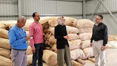 بدء استلام محصول القمح بالوادي الجديد.. وتوزيع 150 ألف جوال فارغ