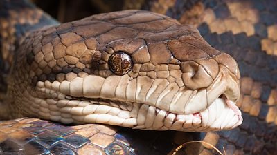 ثعبان يولد بثلاث عيون في أستراليا (صور)