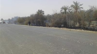 حريق في مزارع نخيل بالوادي الجديد بسبب الطقس السيئ