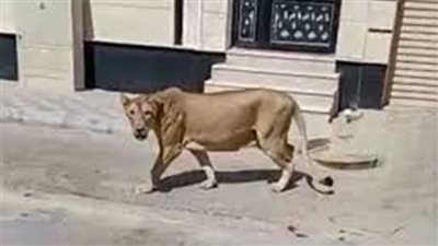 أسد يتجول في شوارع الموصل بالعراق