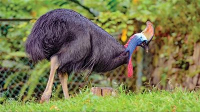 الطائر الأكثر خطورة في العالم يطارد عددا من الأشخاص|فيديو