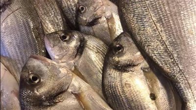 مصادرة 6.5 طن أسماك ودواجن وكبدة فاسدة داخل ثلاجة بالجيزة