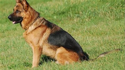 تفسير رؤية قتل الكلب في المنام وعلاقته بالخير الكثير والمال الوفير