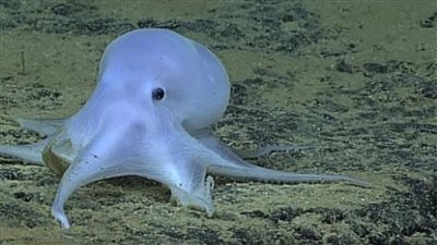 اكتشف في الأعماق.. الأخطبوط الشبحي كاسبر