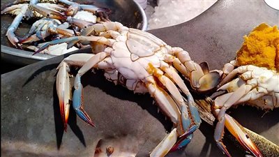 مصادرة 2 طن كابوريا فاسدة داخل ثلاجة بالقاهرة