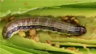 الزراعة والفاو يصدران نشرات توعية بخطورة دودة الحشد الخريفية