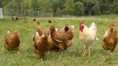 دجاج مدرب للتصدي للجراد في الصين | فيديو