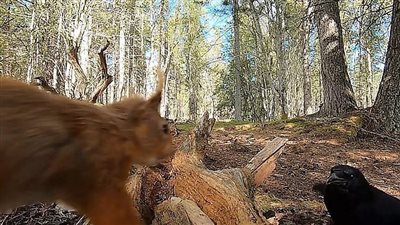 البرية الجامحة.. معركة ملحمية بين سنجاب وغراب في إنجلترا |فيديو 