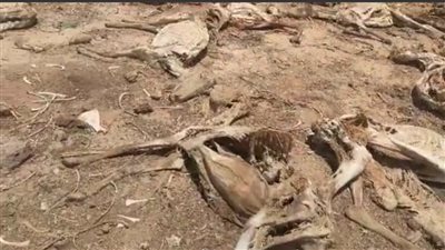 الطب البيطري: مقبرة حمير صحراء الفيوم لهياكل متحللة منذ مدة كبيرة