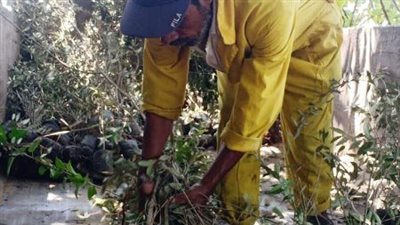 بدء تنفيذ المبادرة الرئاسية لزراعة 100 مليون شجرة بالشرقية