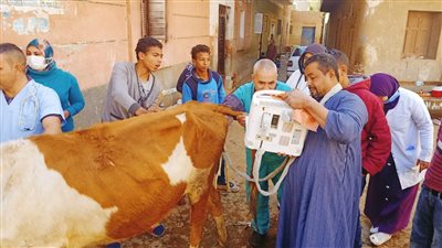 الكشف بالسونار.. قوافل بيطرية مجانية للكشف على الماشية بأسيوط 