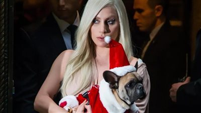 6 سنوات سجنا للمتهم الثاني بخطف كلاب ليدي جاجا