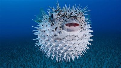  بريطانيا تحذر مرتادي الشواطئ من السمكة ذات الأشواك