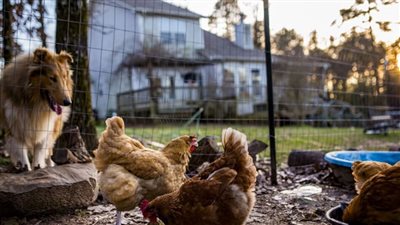 دراسة صادمة: أكل بيض 