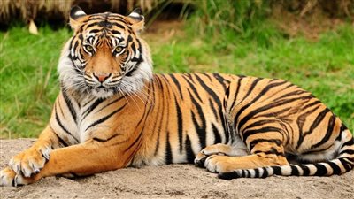 تفسير حلم النمر في المنام وعلاقته بالتخلص من الهموم والمشاكل 