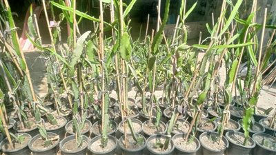 شاب بالبحيرة يتخصص في زراعة الفواكه الاستوائية على السطح