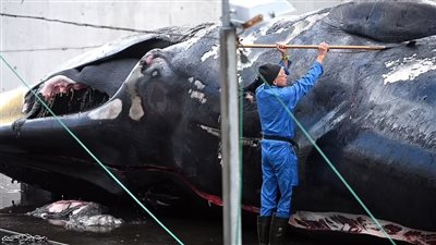 بعد توقف 4 سنوات.. استئناف عملية صيد ثاني أكبر أنواع الحيتان بالعالم | صور 