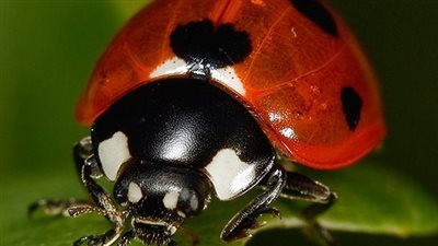 مخاطر بودرة الخنافس المستخدمة في الزبادي والعصائر الجاهزة والمربى على الأطفال