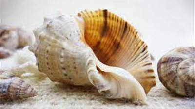 تفسير رؤية الصدف في المنام وعلاقتها بالذرية الصالحة والبارة 