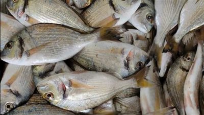 أسعار الأسماك اليوم 14-8-2022 في شمال سيناء