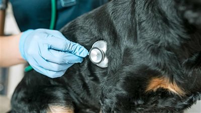 تطور خطير.. مثليان يصيبان كلبهما بجدري القرود