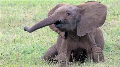 الحب بهدلة.. فيل رضيع يجلس فوق كتف سيدة في رحلة سياحية 