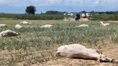 بسبب الجفاف.. نفوق 50 بقرة في مزرعة بإيطاليا