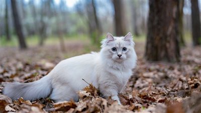 تفسير حلم القط الأبيض في المنام وعلاقته بالحسد ومواجهة المشاكل والعقبات 