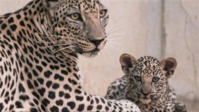 ولادة أنثيين من النمر العربي المهدد بالانقراض في السعودية