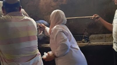 محافظة الإسكندرية: تحصين 88 ألف رأس ماشية ضد الحمى القلاعية