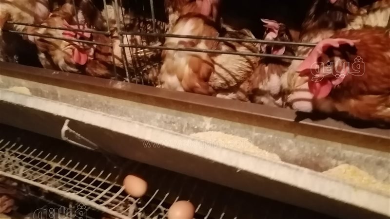 أسعار الدواجن بمحافظة