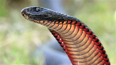  الفئران والثعابين والدبابير تغزو روما، ما القصة؟