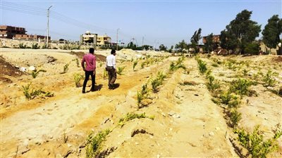 زراعة 6150 شجرة وتجهيز 5 أفدنة لإقامة حديقة مركزية بجهينة في سوهاج