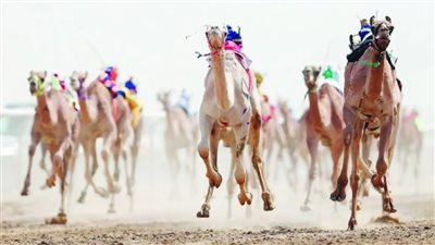 الزراعة تسهل إجراءات سفر الهجن المصري للمشاركة في مهرجان الأمير محمد بن سلمان بالسعودية