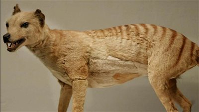 بعد 100 عام من انقراضه.. مشروع طموح لإحياء النمر التسماني