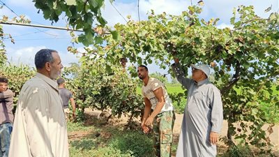 من طلّوا ثريات ذهب عناقيدك يا عالية.. فرحة المزارعين بموسم قطف العنب بالدقهلية | فيديو 