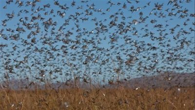 هجوم أسراب من الجراد على الحدود المصرية، رئيس مكافحة الآفات الزراعية يكشف السبب (فيديو)