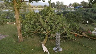 الأشجار تتسبب في وفاة 5 أشخاص بالنمسا