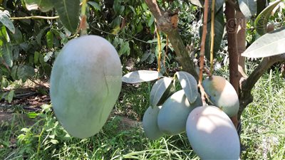 المانجا طابت ع الشجر.. حصاد ملكة الصيف في الإسماعيلية قبل انطلاق أول مهرجان للمانجو | فيديو وصور