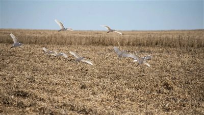 تغير المناخ يهدد الطيور المهاجرة في إفريقيا بالانقراض.. اعرف التفاصيل