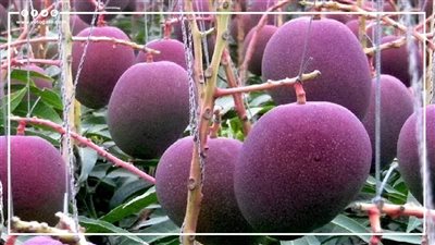 يصل سعر الكيلو منها لـ 65 ألف جنيه.. ميازاكي أغلى مانجو في العالم | فيديوجراف