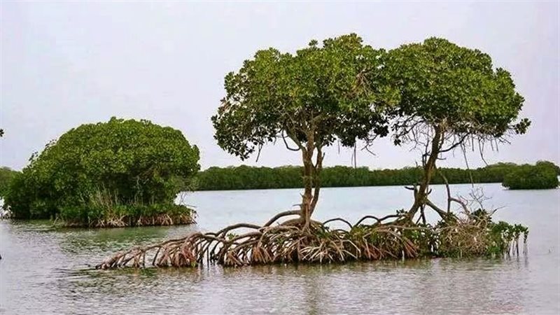 أشجار المانجروف