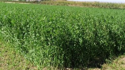 البرسيم.. النبات الوحيد القادر على النمو في المريخ