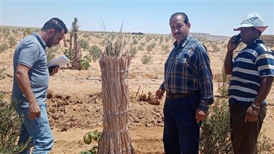 المركزي للنخيل ينتهي من تنفيذ عدد من الانشطة الارشادية بالمحافظات