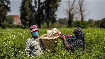 معايير وتحديات التأمين الزراعي على المحاصيل فى مصر 