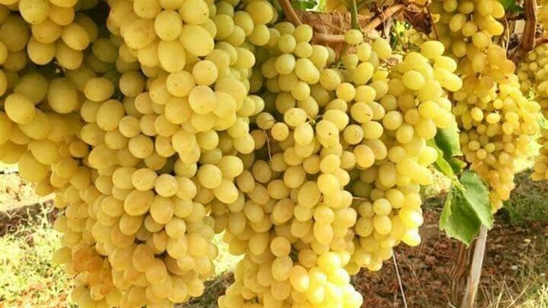 تفسير حلم العنب الأصفر