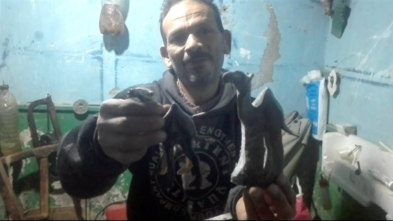 عصام يحول قرون الجاموس