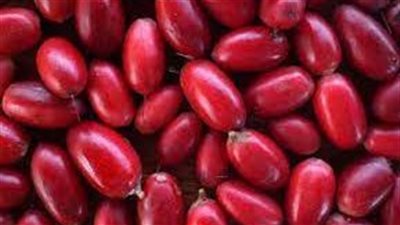 تفسير رؤية البلح في المنام وعلاقته بالإصابة بالأمراض وخسارة الأموال 