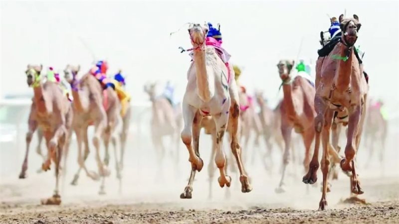 انطلاق سباق الهجن