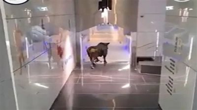 شاهد.. ثور هائج يقتحم بنكًا إسرائيليًا..وذعر يصيب الموظفين 